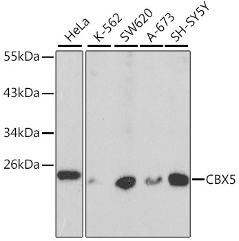 CBX5 Antibody