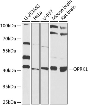 OPRK1 Polyclonal Antibody