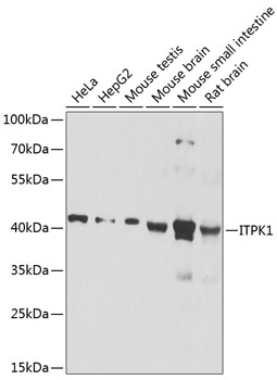 ITPK1 Polyclonal Antibody