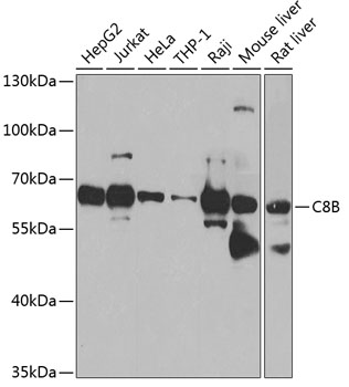 C8B Polyclonal Antibody