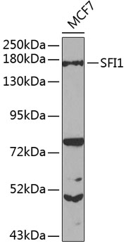 SFI1 Polyclonal Antibody