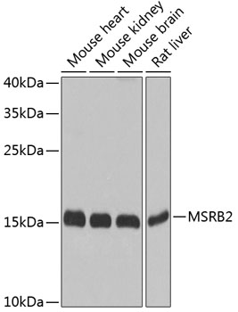 MSRB2 Polyclonal Antibody