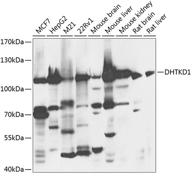 DHTKD1 Polyclonal Antibody