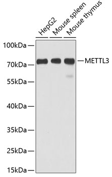 METTL3 Polyclonal Antibody