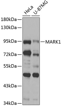 MARK1 Rabbit Polyclonal Antibody