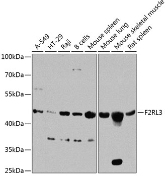 F2RL3 Polyclonal Antibody