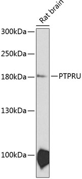 PTPRU Polyclonal Antibody