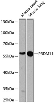 PRDM11 Polyclonal Antibody