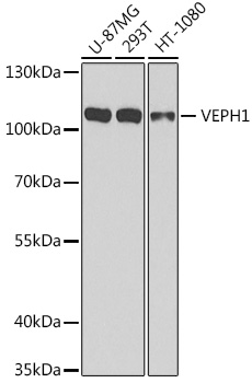 VEPH1 Polyclonal Antibody