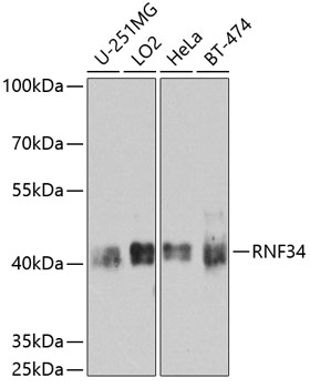 RNF34 Polyclonal Antibody