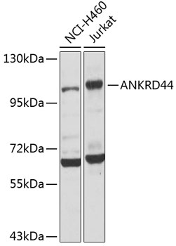 ANKRD44 Polyclonal Antibody
