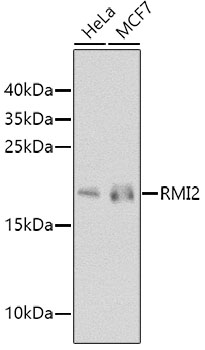 RMI2 Polyclonal Antibody