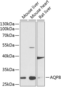 AQP8 Rabbit Polyclonal Antibody