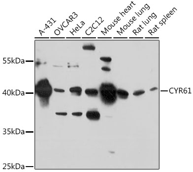 CYR61 antibody