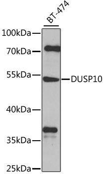DUSP10 Rabbit Polyclonal Antibody