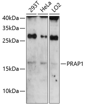 PRAP1 Polyclonal Antibody
