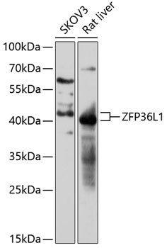 ZFP36L1 Polyclonal Antibody