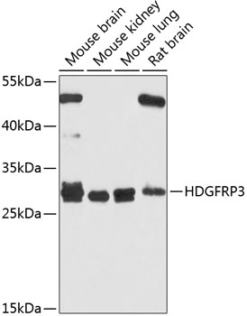 HDGFRP3 Polyclonal Antibody