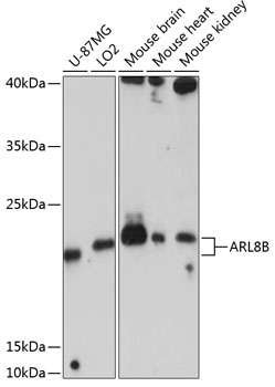ARL8B Polyclonal Antibody