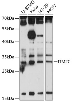 ITM2C Polyclonal Antibody