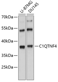 C1QTNF4 Polyclonal Antibody