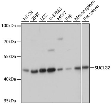 SUCLG2 Polyclonal Antibody
