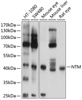 NTM Polyclonal Antibody