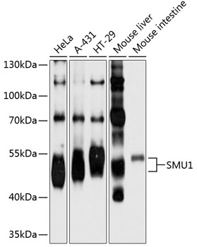 SMU1 Polyclonal Antibody