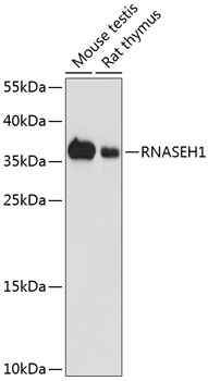 RNASEH1 Polyclonal Antibody