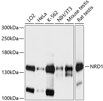 NRD1 Polyclonal Antibody