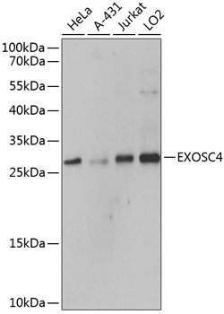 EXOSC4 Polyclonal Antibody