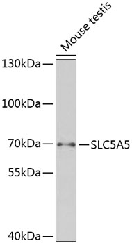 SLC5A5 Rabbit Polyclonal Antibody