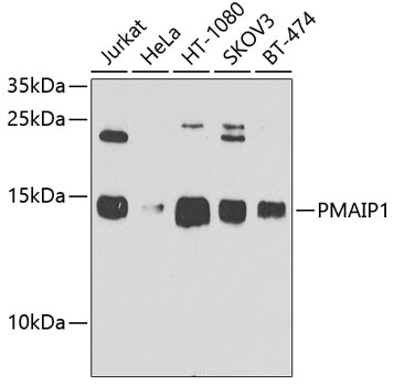 PMAIP1 Rabbit Polyclonal Antibody