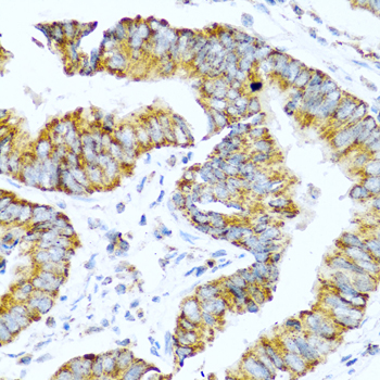 GCG antibody