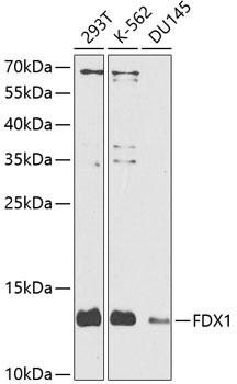 FDX1 Rabbit Polyclonal Antibody