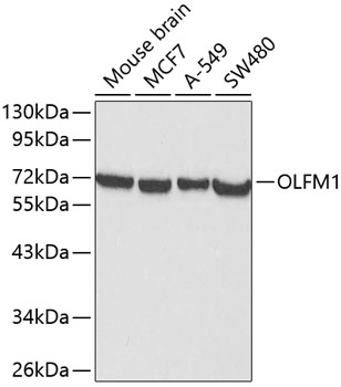 OLFM1 antibody