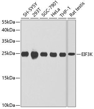 EIF3K Rabbit Polyclonal Antibody