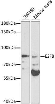 E2F8 Antibody