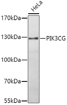 PIK3CG antibody