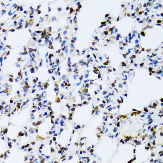 MAPK3 Antibody