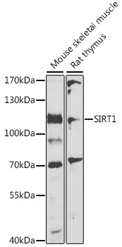 SIRT1 Antibody