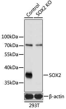 SOX2 antibody
