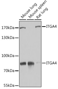 ITGA4 antibody