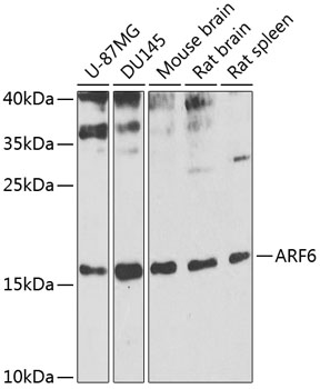 ARF6 antibody