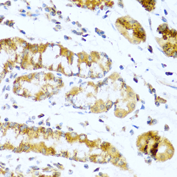 GCG antibody