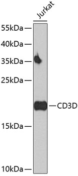 CD3D antibody