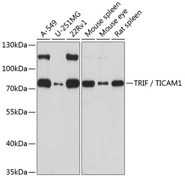 TICAM1 antibody