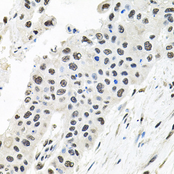 ATG4C antibody
