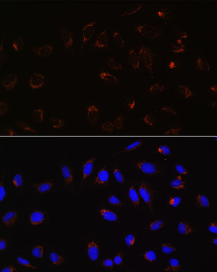 MFN2 Antibody