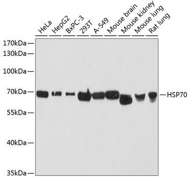 HSPA1A Antibody